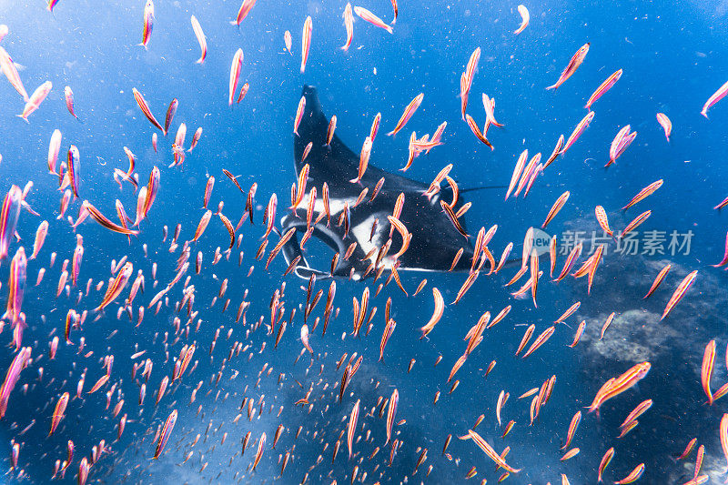 远洋蝠鲼(Manta birostris)游过清洁站。在世界自然保护联盟的红色名单中，这些优雅的动物正在成为野外罕见的景象。